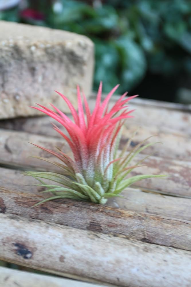 希少！イオナンタ ロケット/エアプランツ/エアープランツ ☆エアプランツ 【おまかせ6種類セット】 チランジア エアー